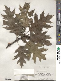 Quercus borealis image