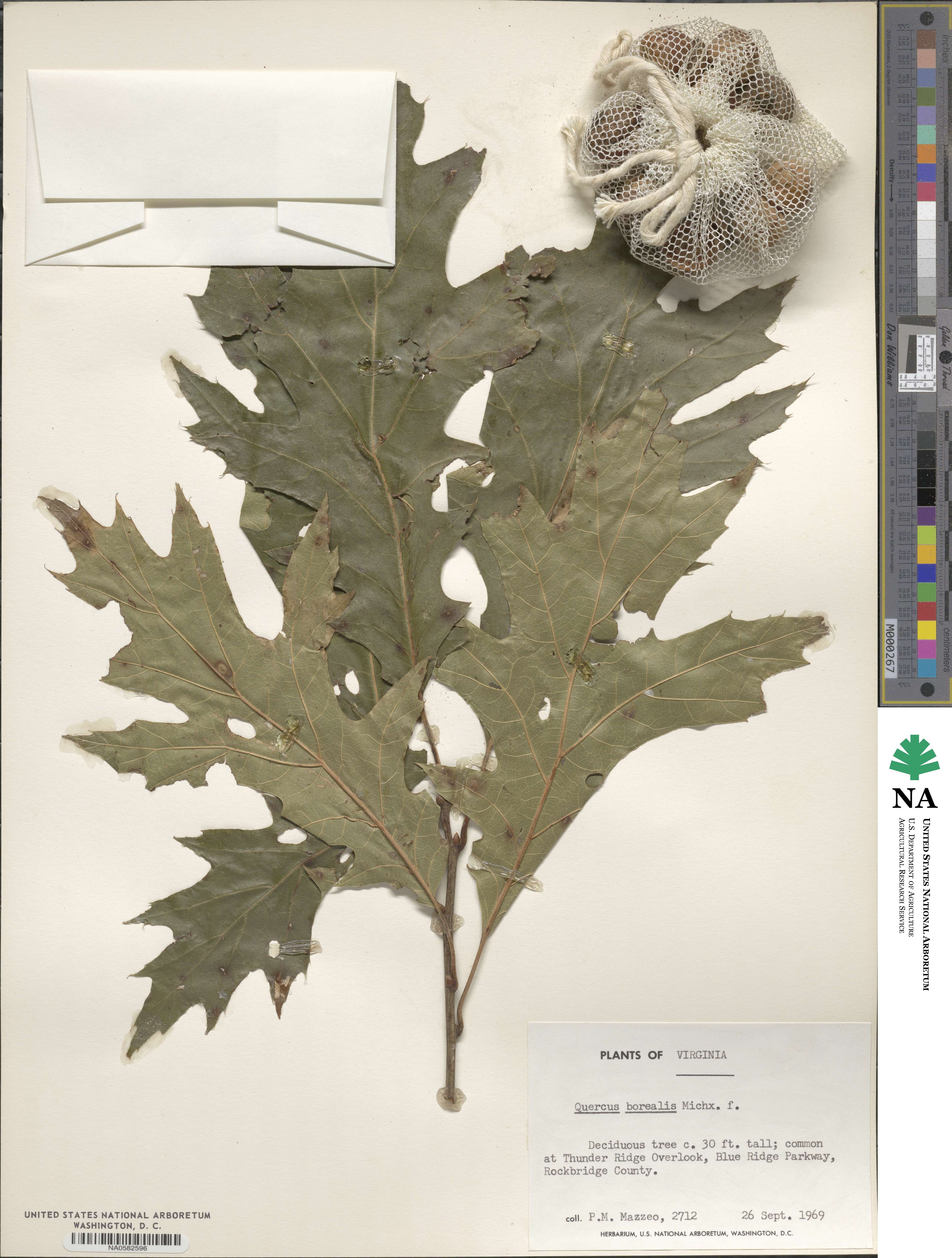 Quercus borealis image