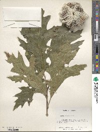 Quercus borealis image