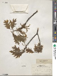 Quercus borealis image