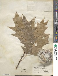 Quercus rubra image