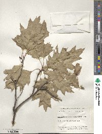 Quercus rubra image