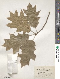 Quercus rubra image