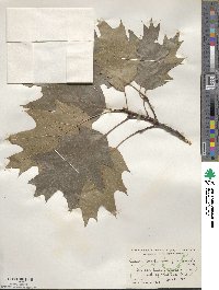 Quercus rubra image