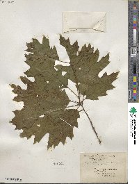 Quercus rubra image