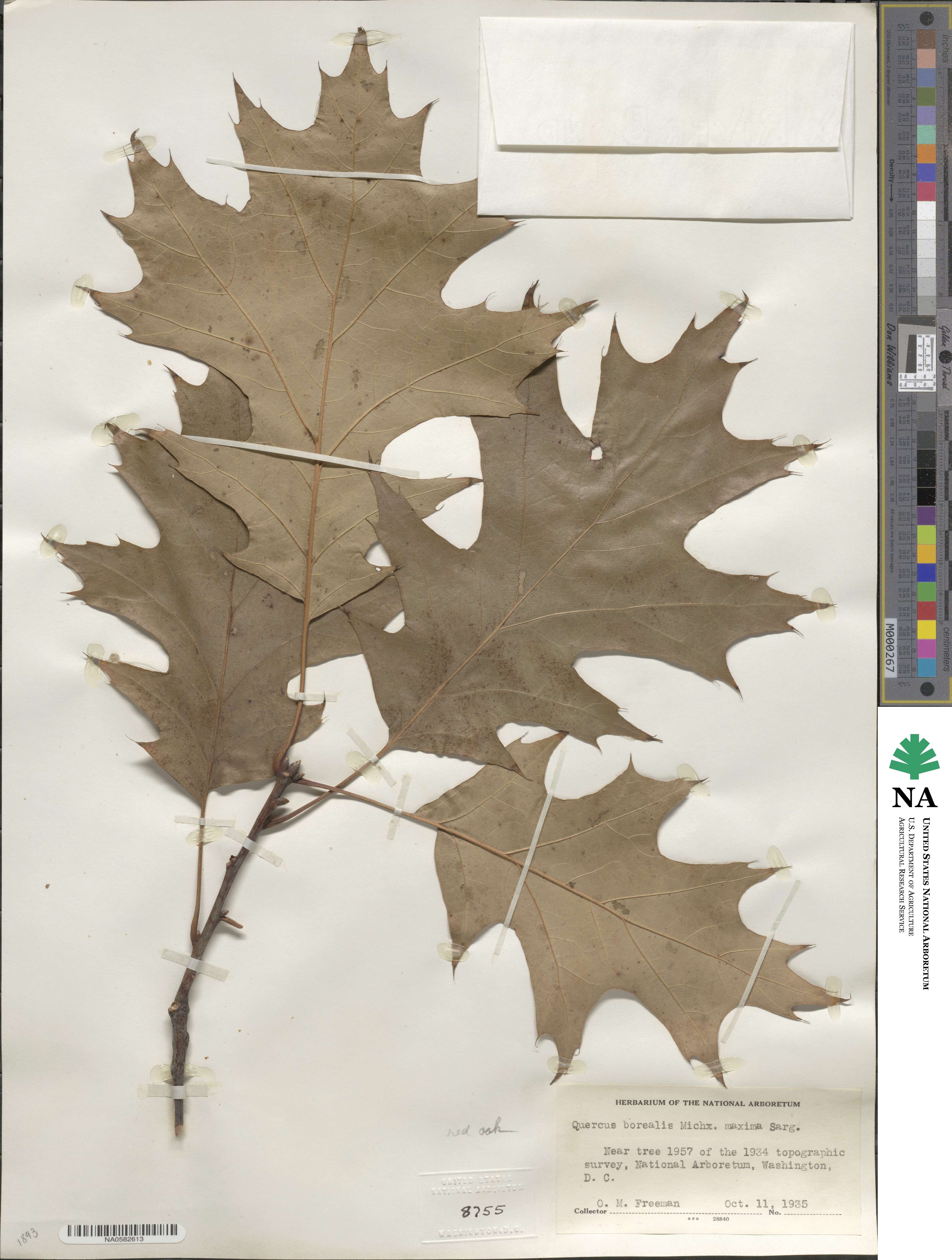 Quercus rubra image
