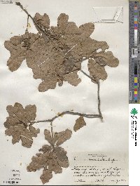 Quercus sinuata var. breviloba image