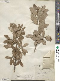 Quercus sinuata var. breviloba image