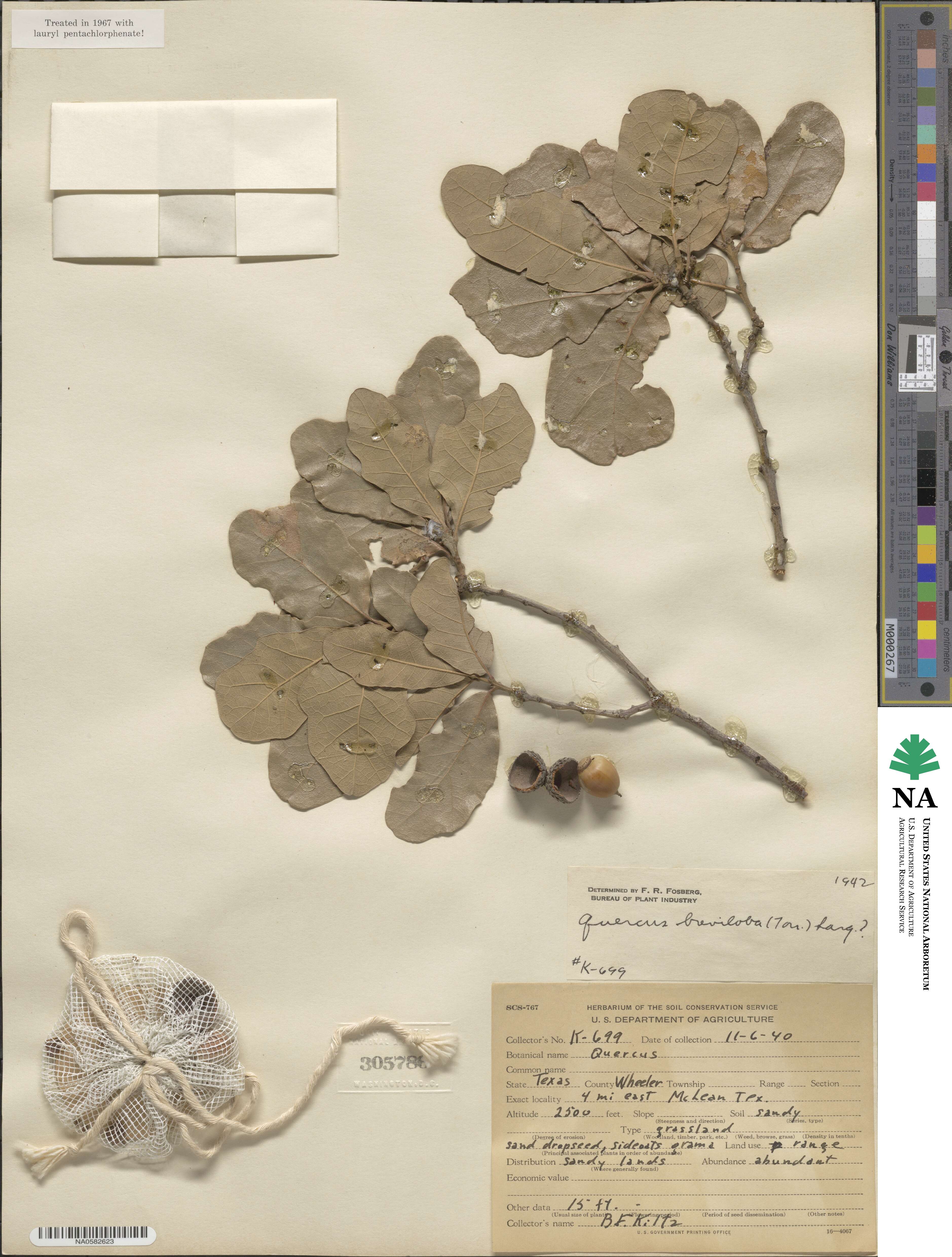 Quercus sinuata var. breviloba image