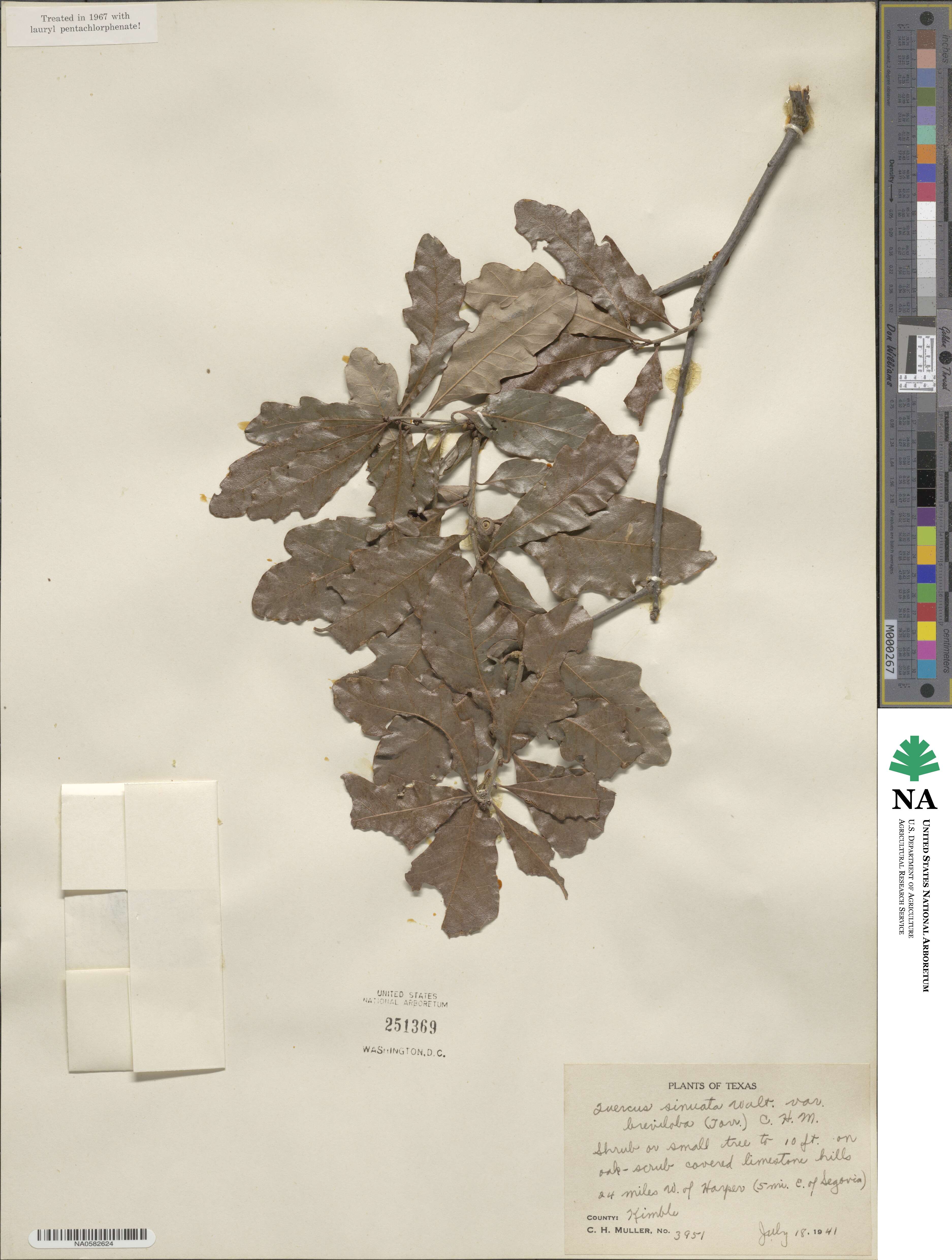 Quercus sinuata var. breviloba image