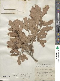 Quercus sinuata var. breviloba image