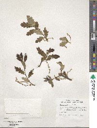 Quercus garryana var. fruticosa image