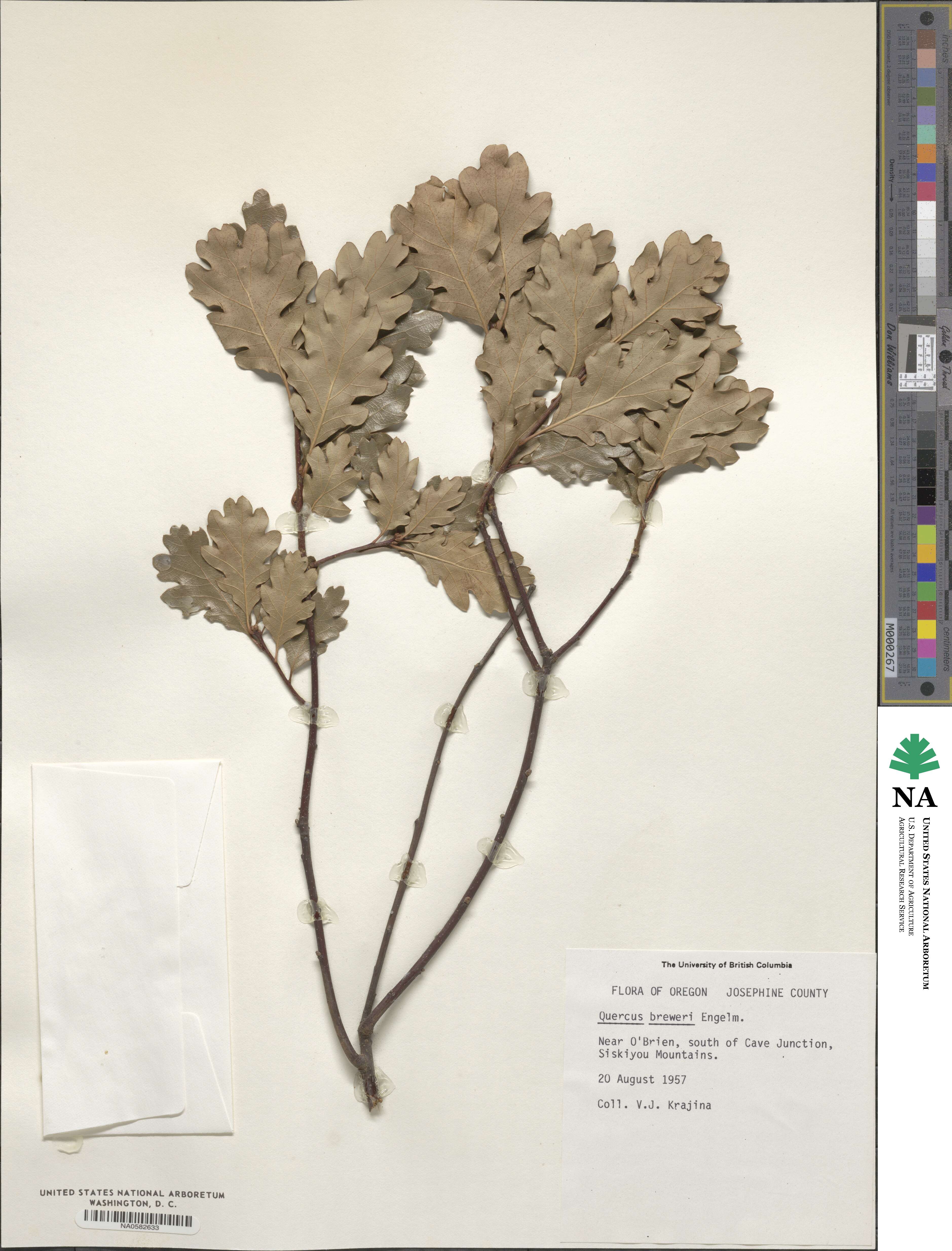 Quercus garryana var. fruticosa image