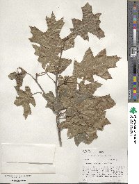 Quercus buckleyi image