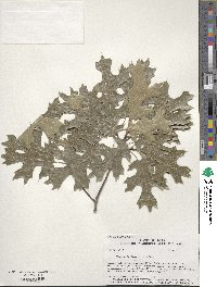 Quercus buckleyi image