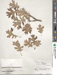 Quercus buckleyi image