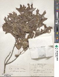 Quercus buckleyi image