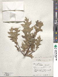 Quercus buckleyi image