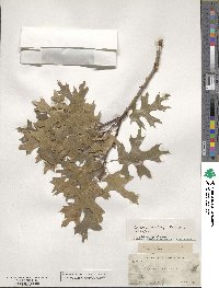 Quercus buckleyi image