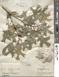 Quercus buckleyi image