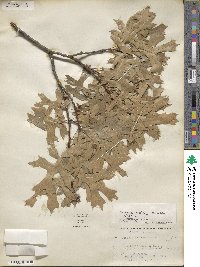 Quercus buckleyi image