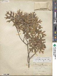 Quercus buckleyi image