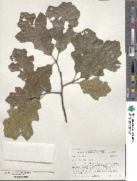 Quercus × bushii image