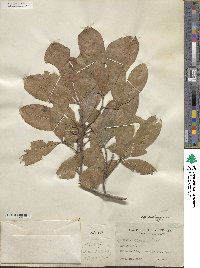 Quercus × caduca image