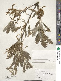 Quercus cerris image