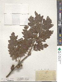 Quercus cerris image