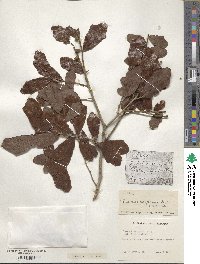 Quercus chapmanii image