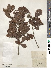 Quercus chapmanii image