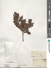 Quercus chapmanii image