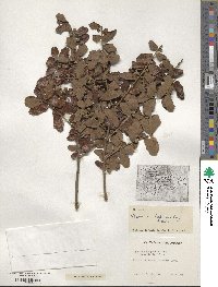 Quercus chapmanii image