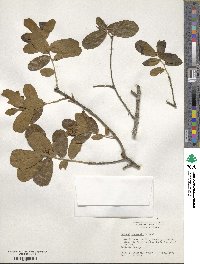 Quercus chapmanii image