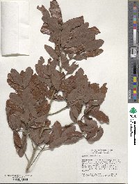 Quercus chapmanii image