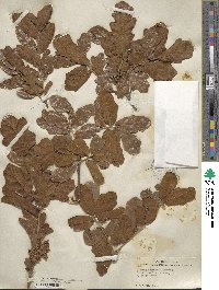 Quercus chapmanii image