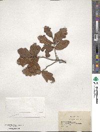 Quercus chapmanii image