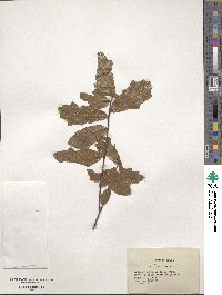 Quercus chapmanii image