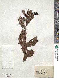 Quercus chapmanii image