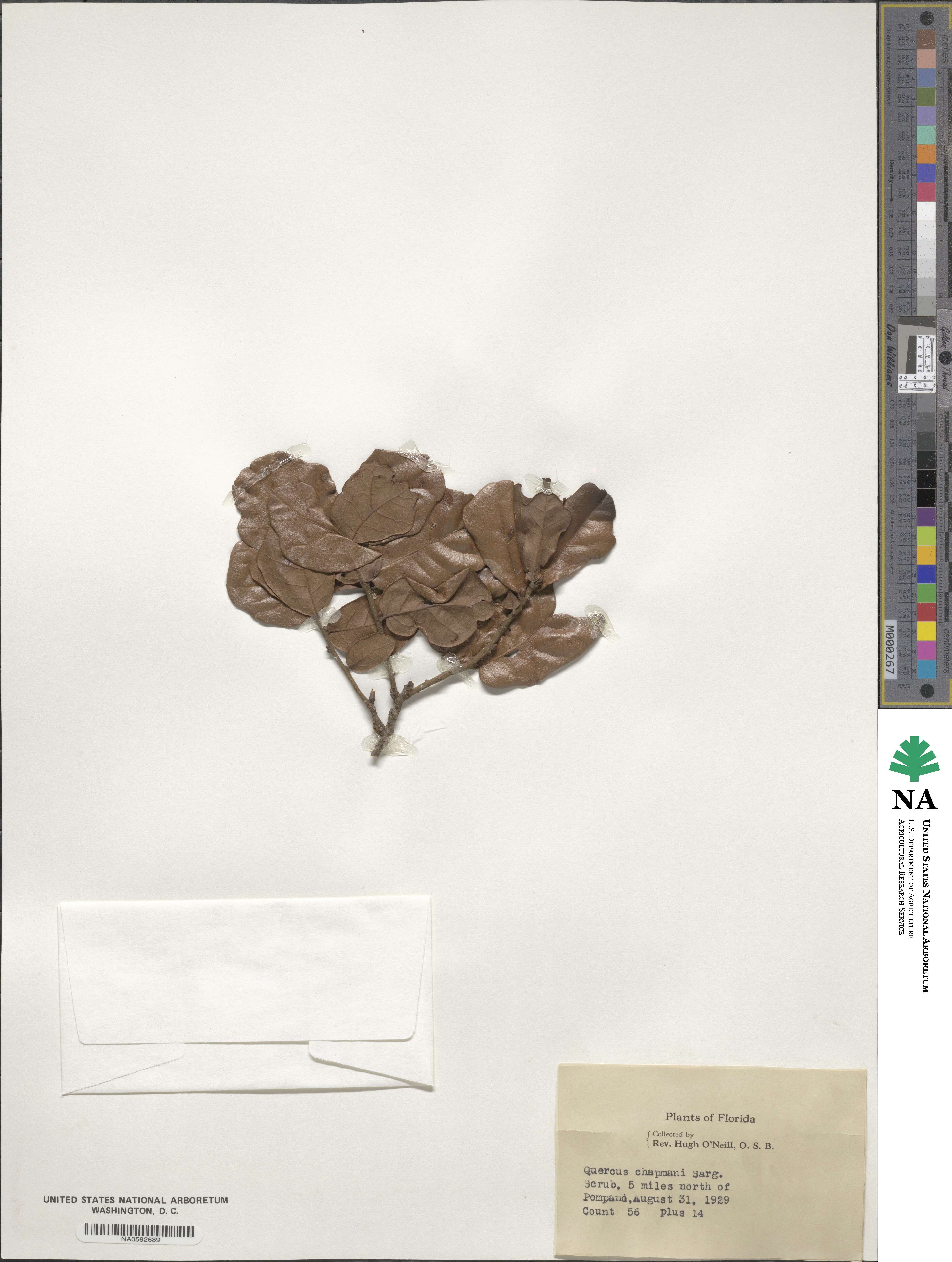 Quercus chapmanii image