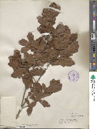 Quercus chapmanii image