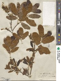 Quercus chapmanii image