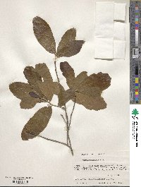 Quercus chapmanii image