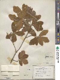 Quercus chapmanii image