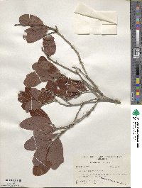 Quercus chapmanii image