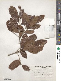 Quercus chapmanii image