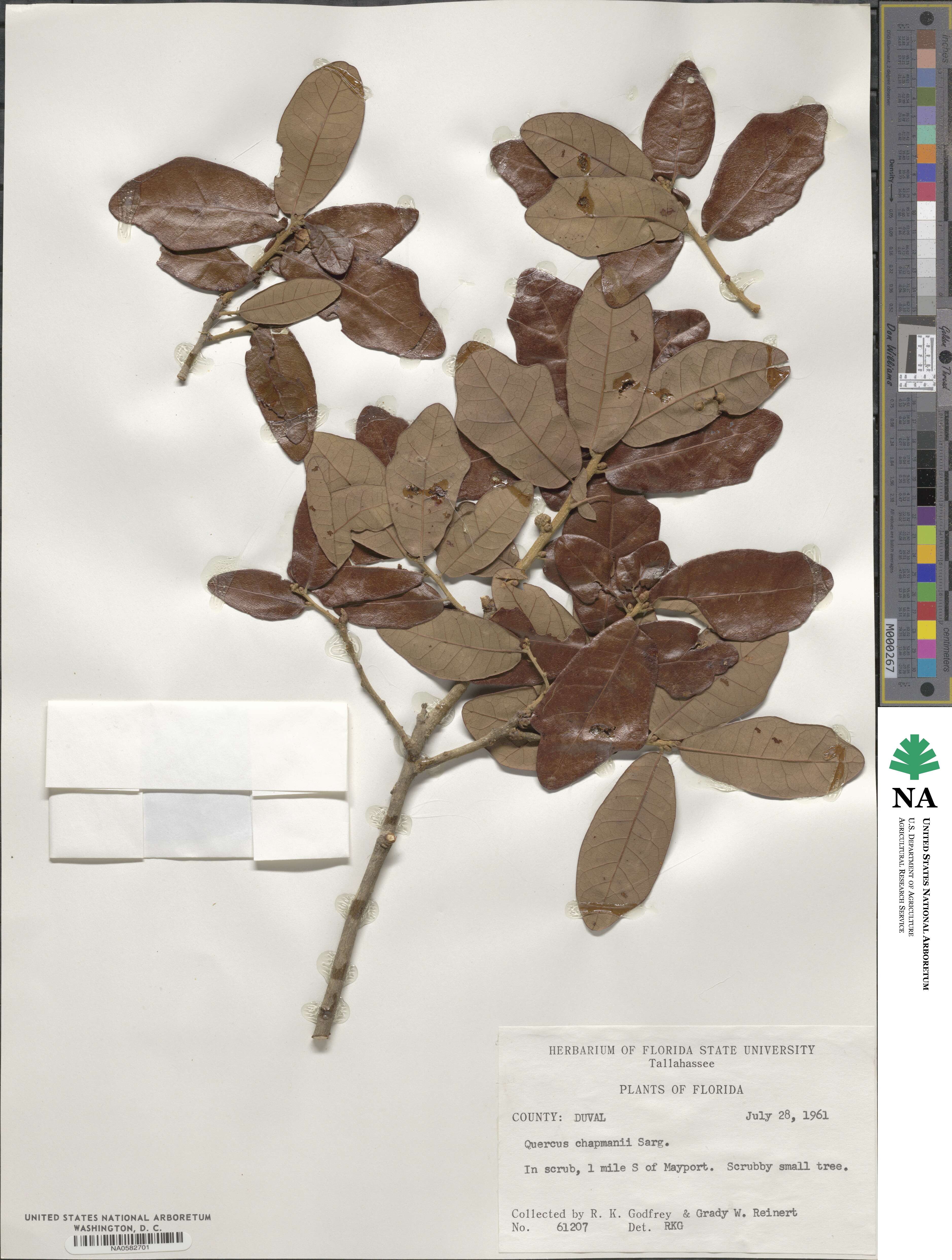 Quercus chapmanii image