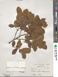 Quercus chapmanii image