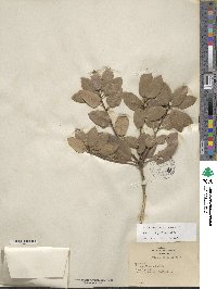 Quercus chrysolepis image